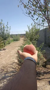 مشاور املاک جهان نو