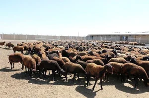 دامداری سنتی
