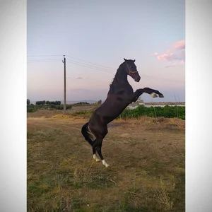 آمادانا
