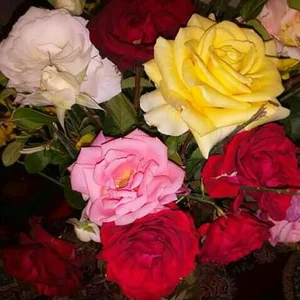 تعمیرگاه یخچال فلاح