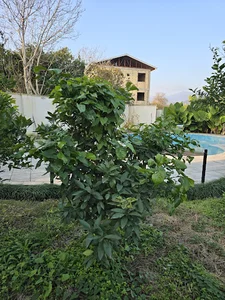 ویلای باران Baran villa