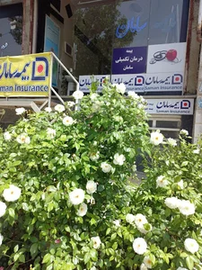 بیمه سامان نمایندگی کد 6138 خلیلیان