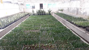 فروشگاه گل وگیاه