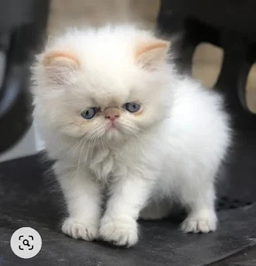 پت شاپ اسکان