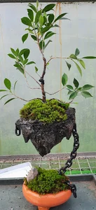 پارس بونسای Pars Bonsai
