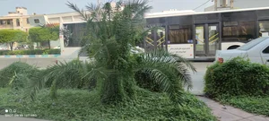 رستوران نخلستان 5