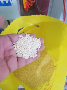 برنج عنبربو خوشه طلایی پایتخت