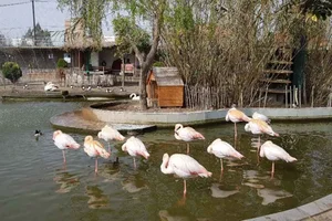 بوستان بور بور