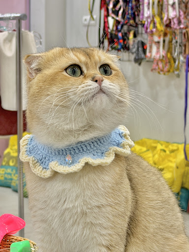 Catzon