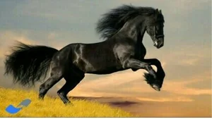 مجموعه تفریحی وسوارکاری لوتوس 4