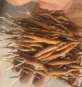 انغوزه آذری 2
