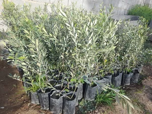 نهالستان همیشه سبز‌