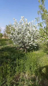 باغ علی یاور اسدی