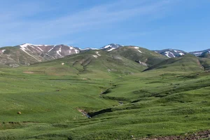 دندی
