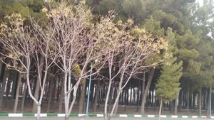پارک 17 شهریور 2