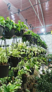 گلخانه نبات شعبه ۱