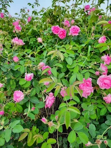مزرعه گل وگلابگیری خیبری