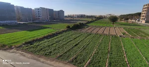 مزرعه حاج حبیب و پسران بجز نقی