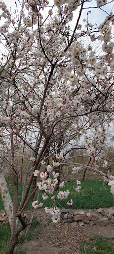 مجموعه باغات روستای زفره