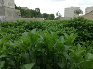 باغ سبزی سبزیجات نمونه
