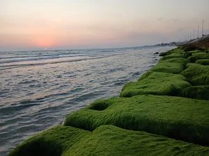 بندر سیراف