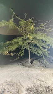 تپه تک
