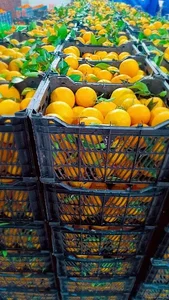 سورتینگ مرکبات ایوبی نژاد