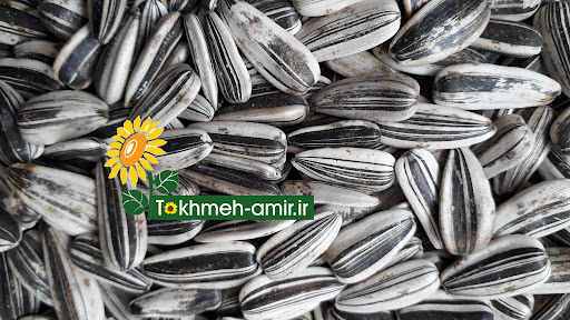 پخش تخمه امیر