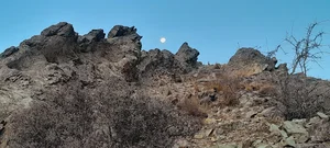 لانه پرنده