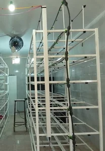 شرکت پوریا گستر سازنده گلخانه هیدروپونیک