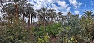 بومگردی گیطا بم