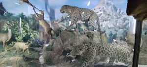 موزه تاریخ طبیعی سمنان