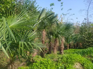 گلکده لوتوس