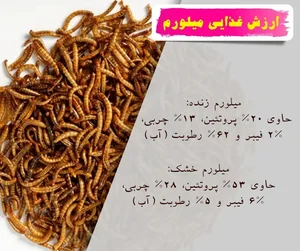 پرورش کرم میلورم تبریز
