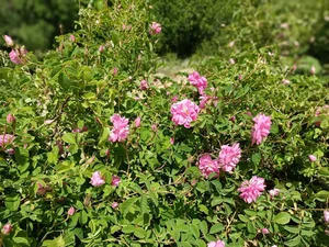 عرقیات گیاهی و محصولات ارگانیک طاهر 2