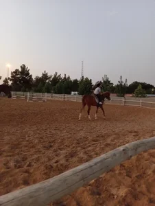 باشگاه سوارکاری سمند 3