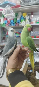 پرنده سرای محسن