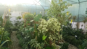 گلخانه دهکده کاکتوس غرب