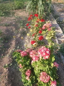 مشاور املاک ریحانی