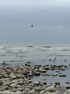 ساحل رادیو دریا چالوس