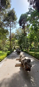 تنه درخت تاریخی چنار باغ زرشک