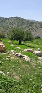 اندیکا