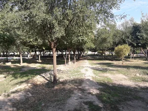 پارک نسترن
