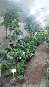 گلخانه آبشار طلائی 5