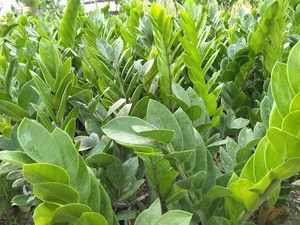 ابوالفضل اصفهانی