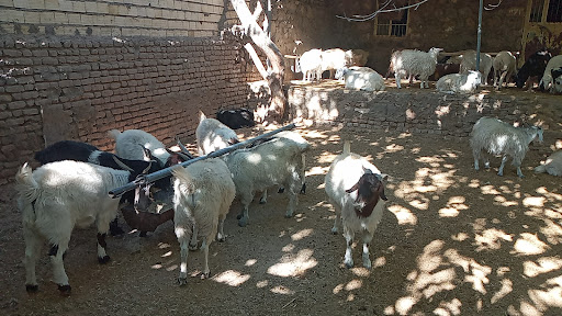 قصابی بلوچ