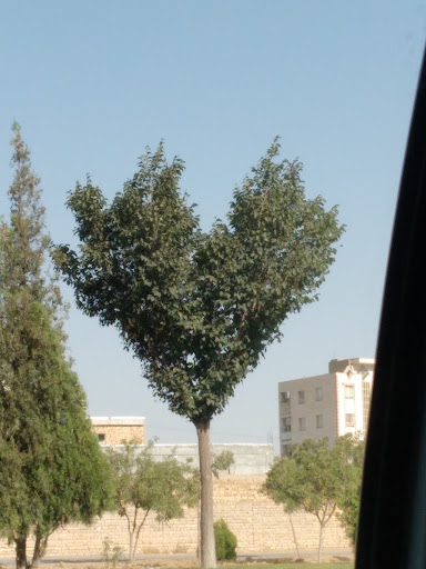 باغ اصغر حسینی