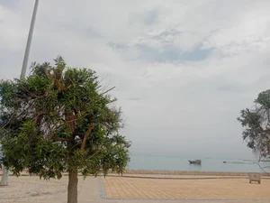 پارک خطی P 1 (پارک ساحلی) 4