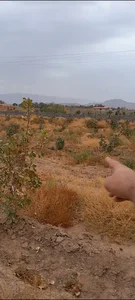 باغ پسته طیبی