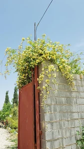 باغ هنرمندی اشکان